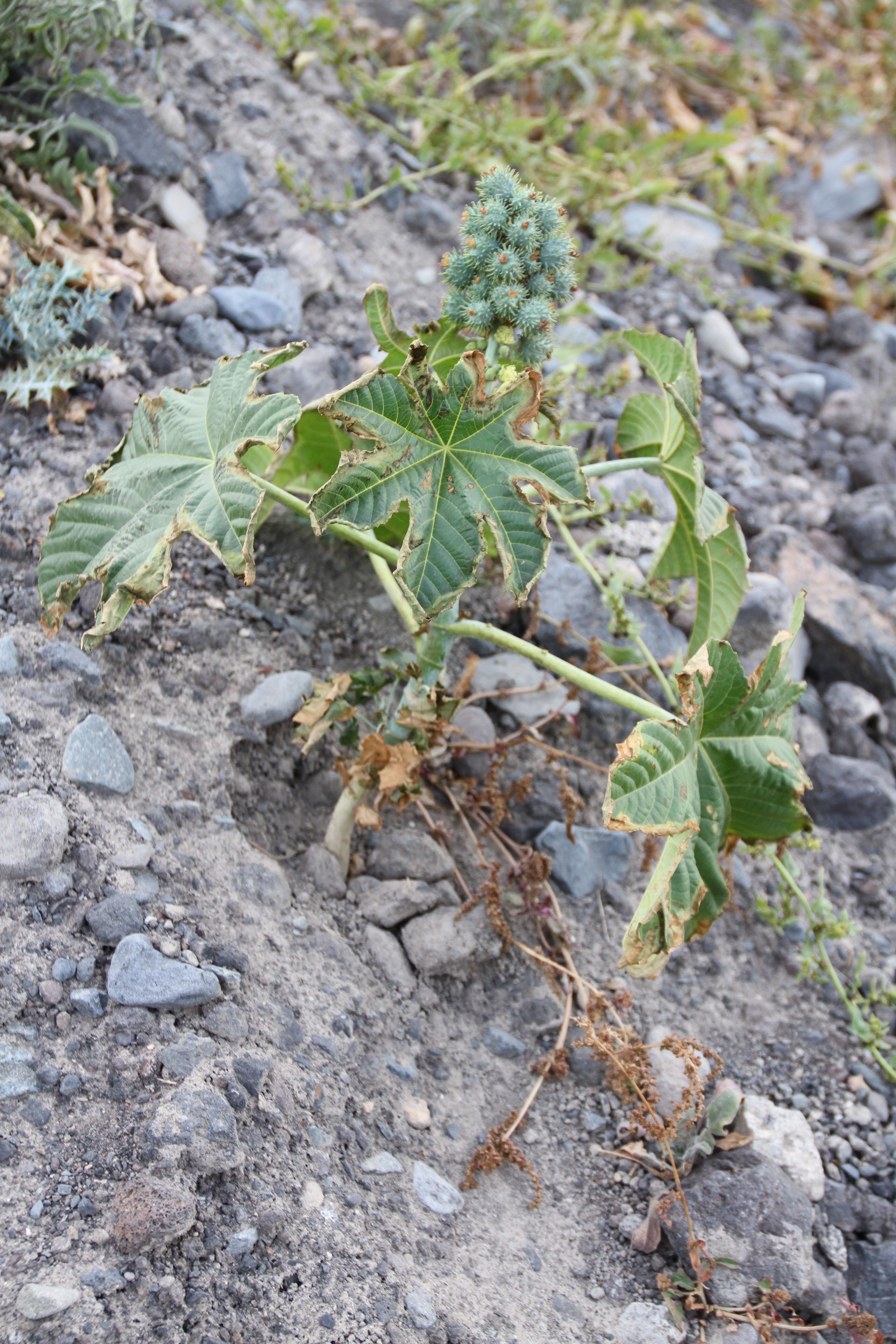 Sivun Ricinus kuva