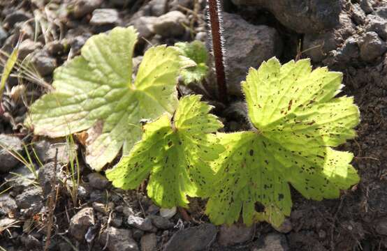 Image of Azores buttercup