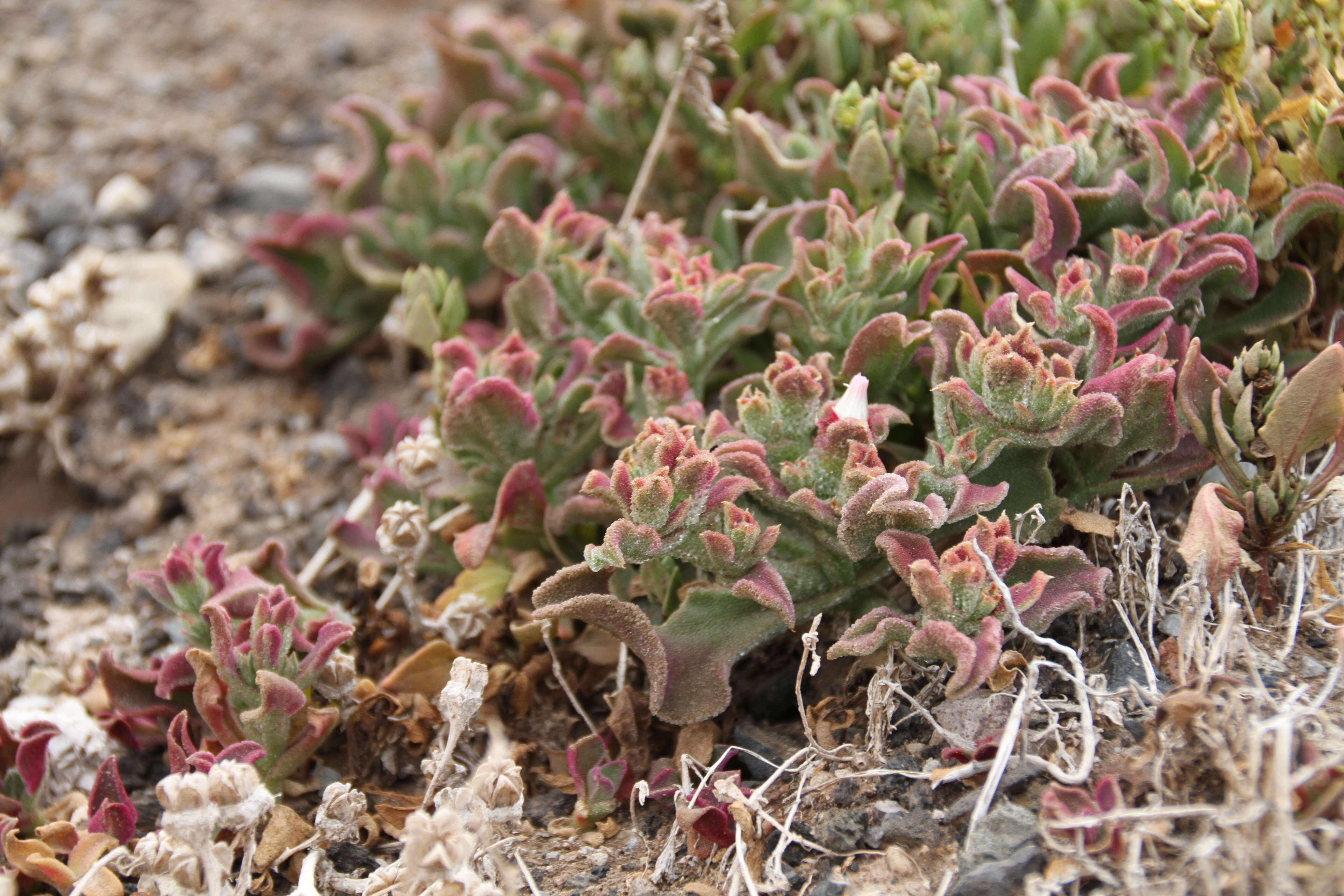 Image of common iceplant