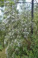 Image of Ceanothus caeruleus Lag.