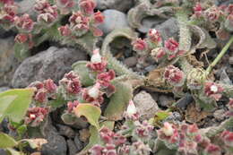 Image of common iceplant