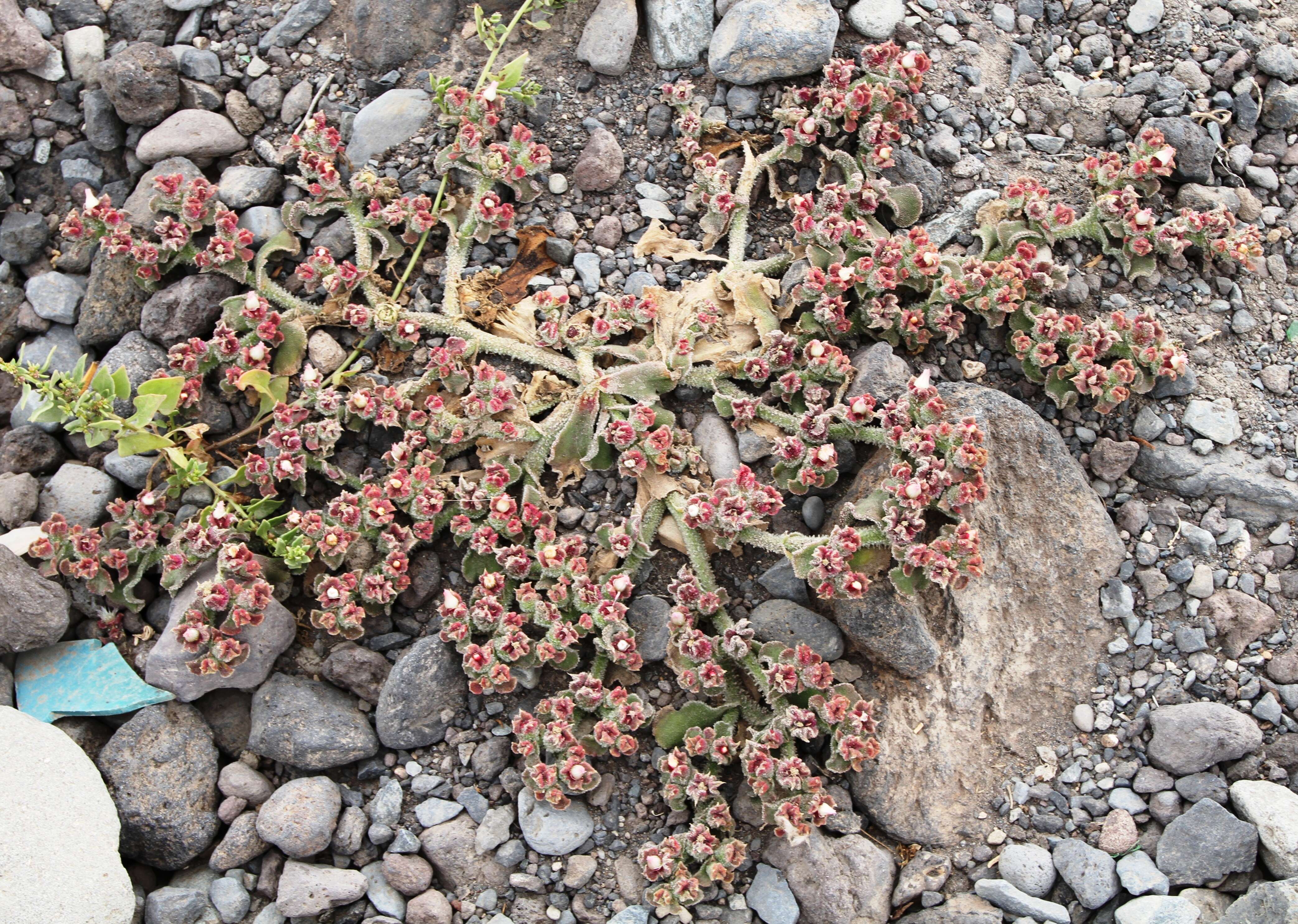 Image of common iceplant