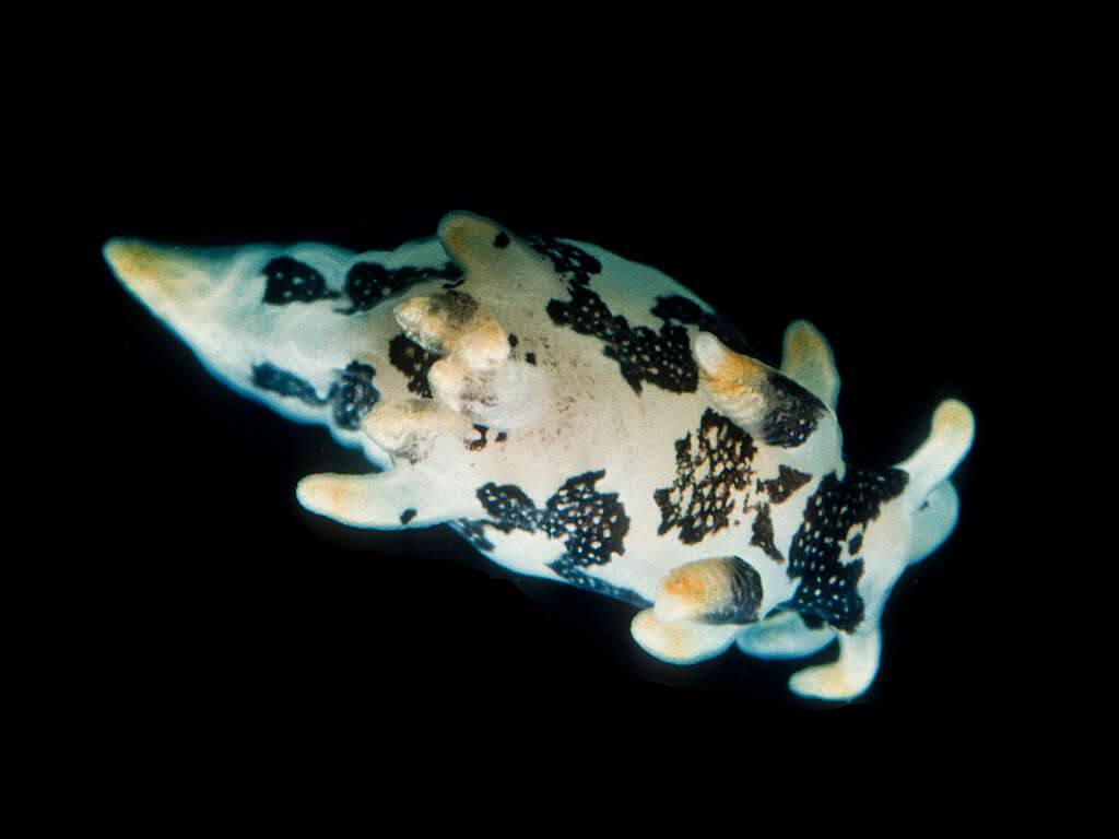 Image of Trapania toddi Rudman 1987