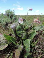 Gerbera viridifolia (DC.) Sch. Bip. resmi