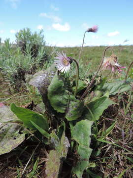 Image of Gerbera viridifolia (DC.) Sch. Bip.