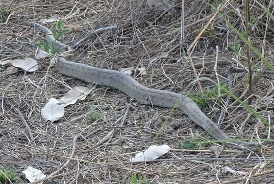 Image of African rock python