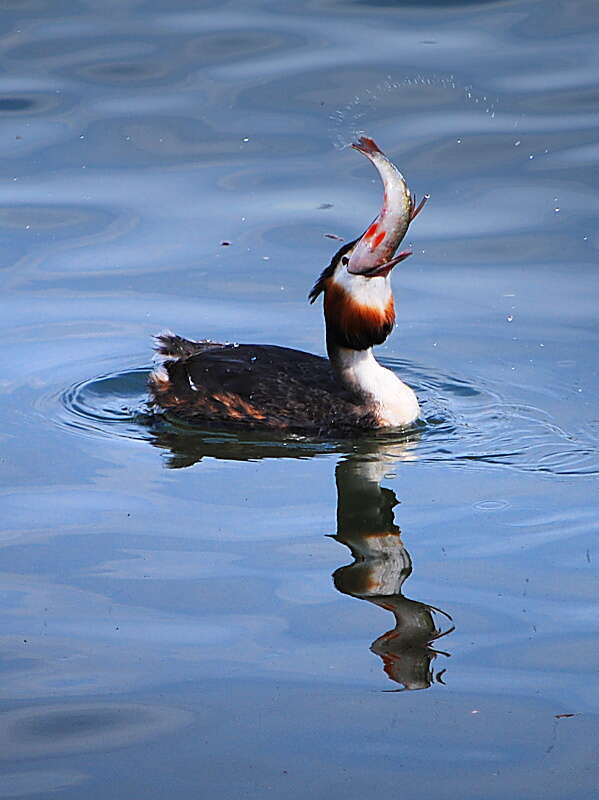 Image of Podiceps Latham 1787