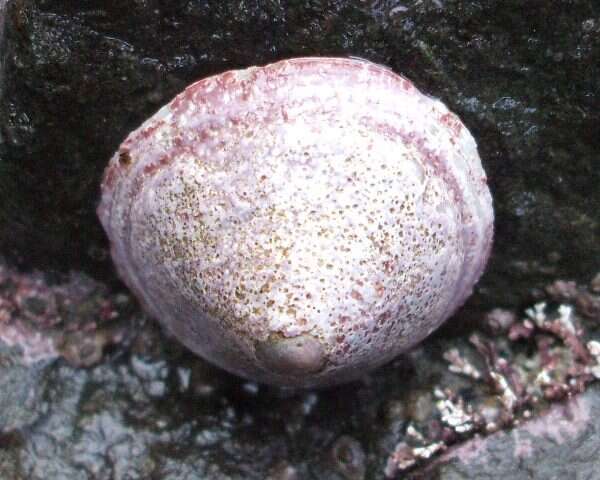 Image of Pacific white cap limpet