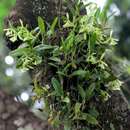 Image of Epidendrum campaccii Hágsater & L. Sánchez