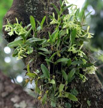 Sivun Epidendrum campaccii Hágsater & L. Sánchez kuva