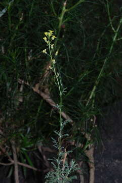 Image of Descurainia millefolia (Jacq.) Webb & Berthel.