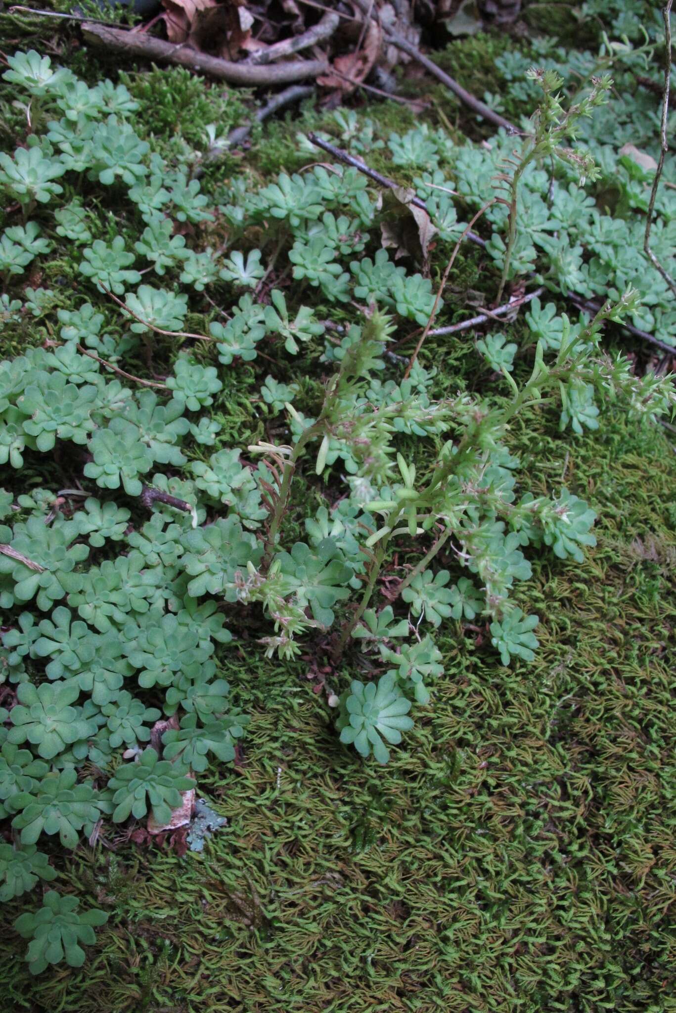 Imagem de Sedum glaucophyllum R. T. Clausen