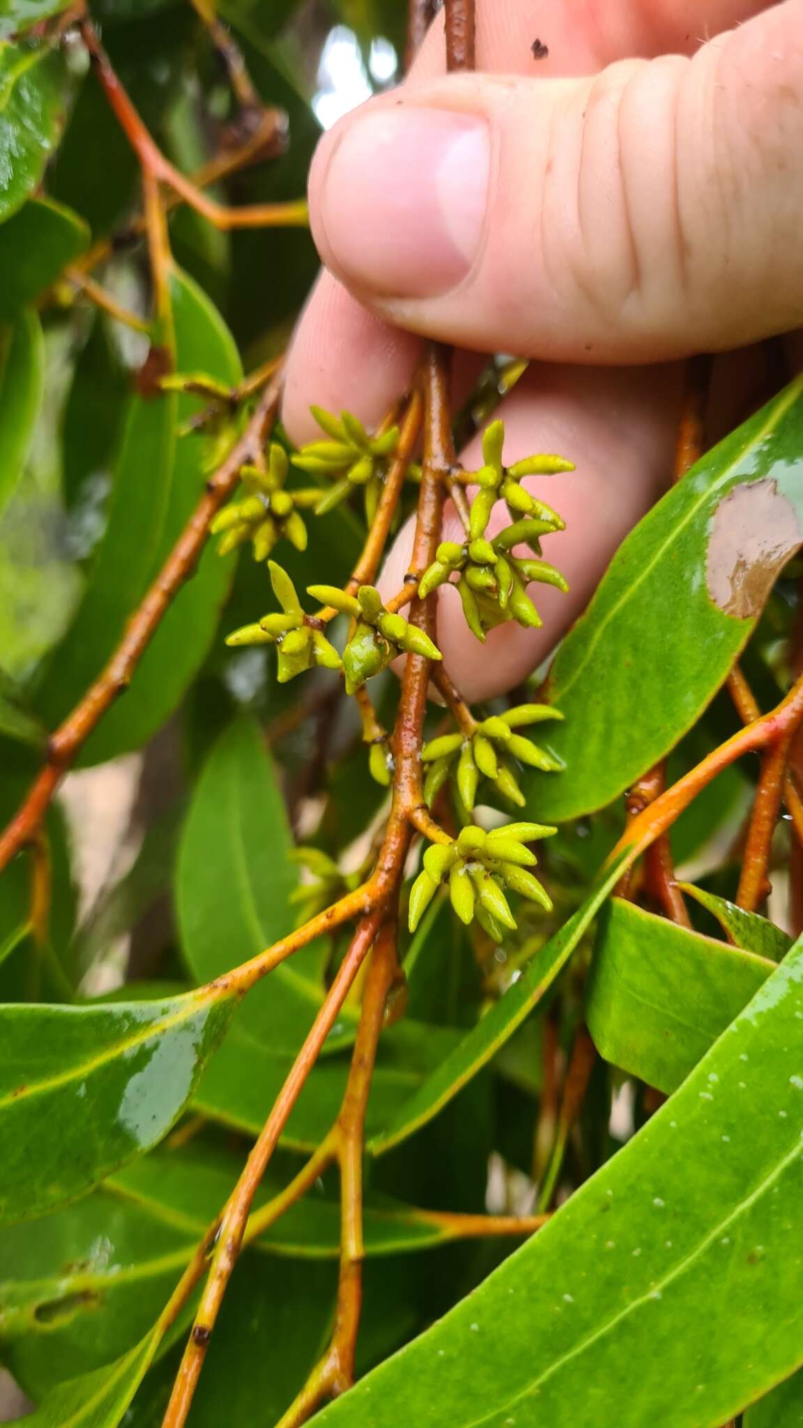 Image of brown stringybark