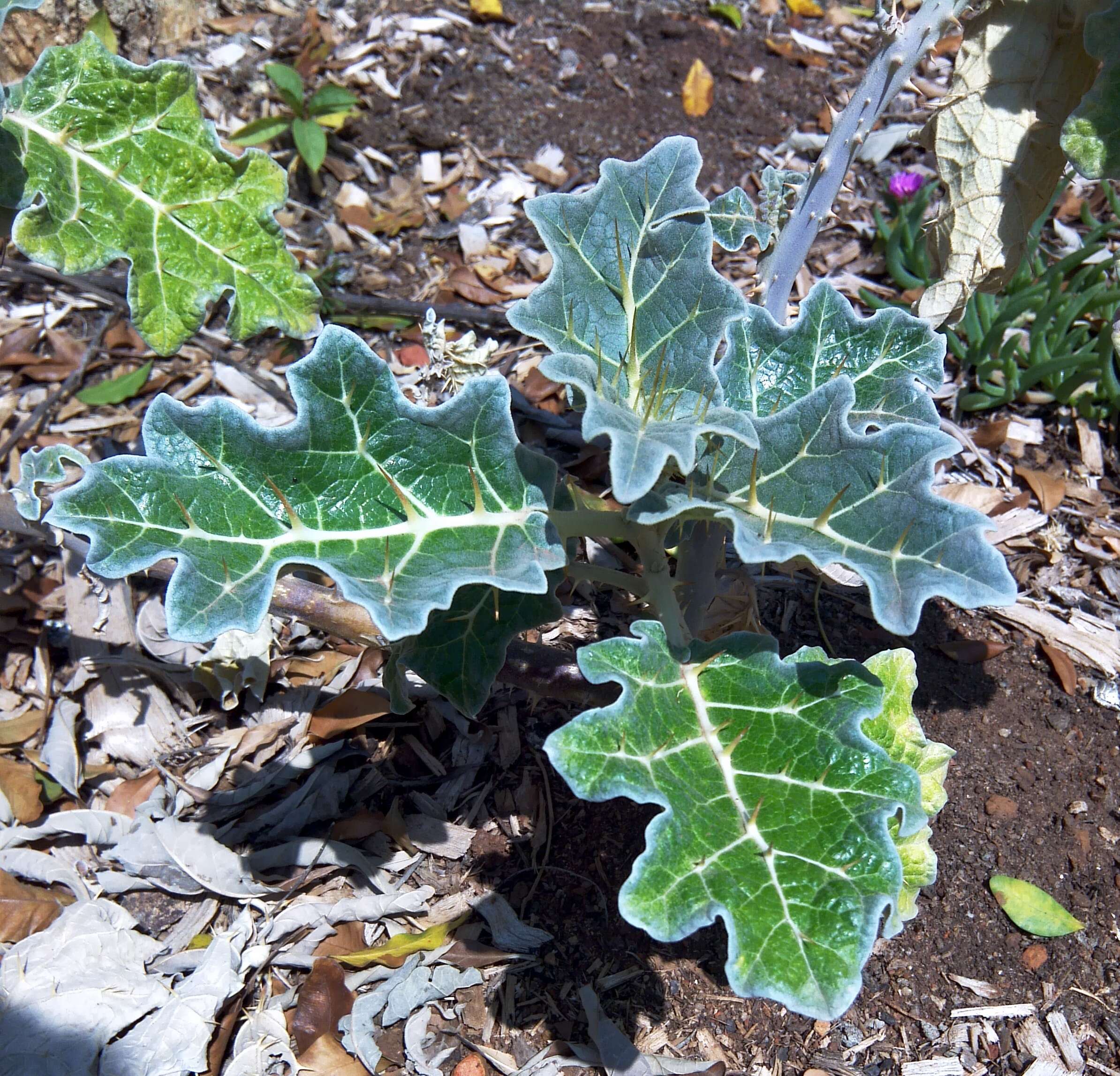 Image de Solanum marginatum L. fil.