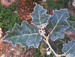 Image de Solanum marginatum L. fil.