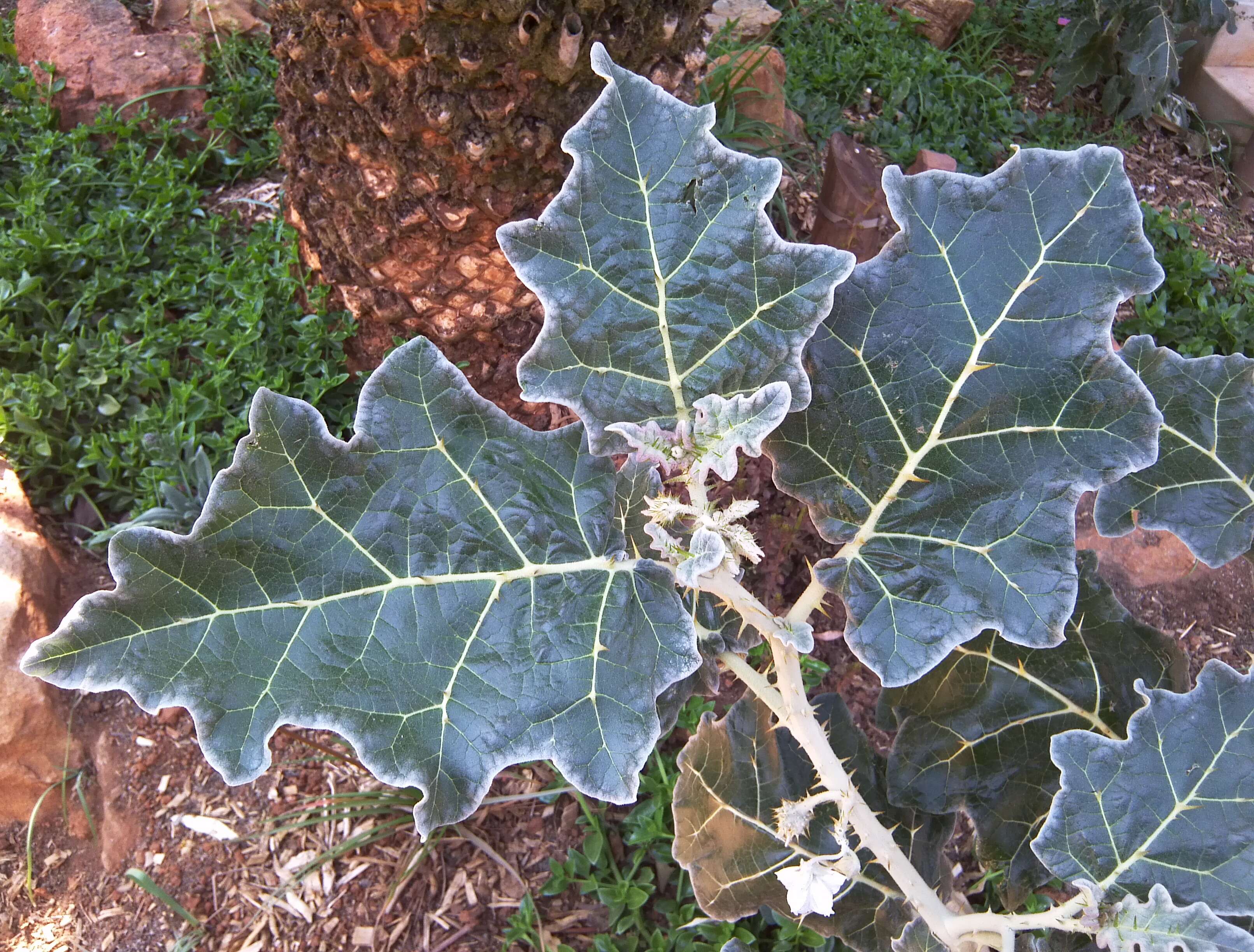 Image de Solanum marginatum L. fil.