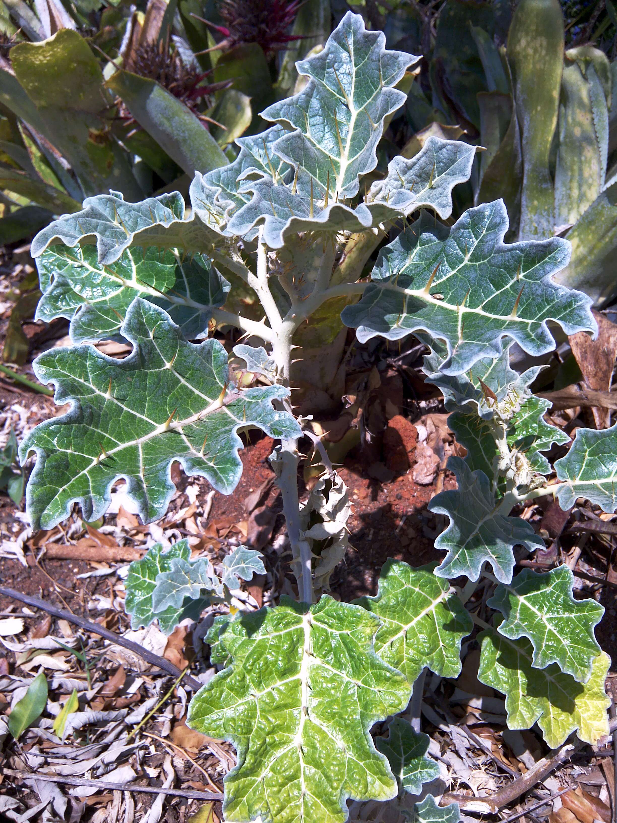 Image de Solanum marginatum L. fil.