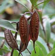 Image of Telopea oreades F. Müll.