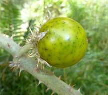 Image de Solanum marginatum L. fil.