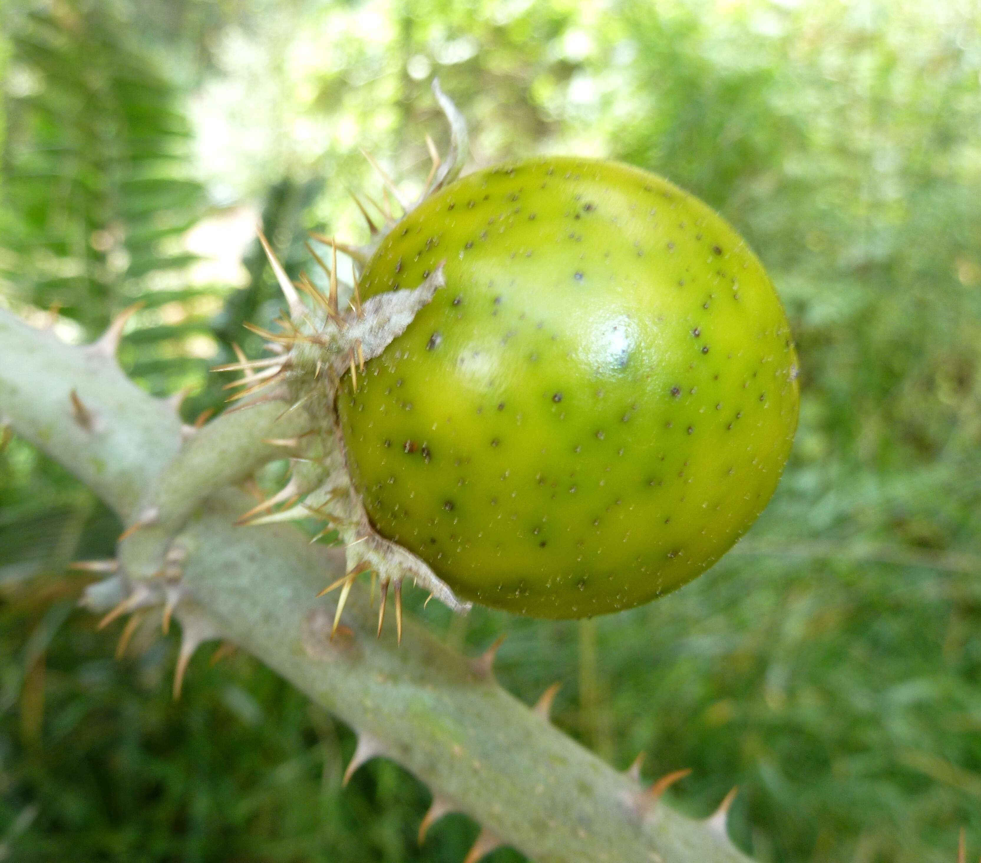 Image de Solanum marginatum L. fil.