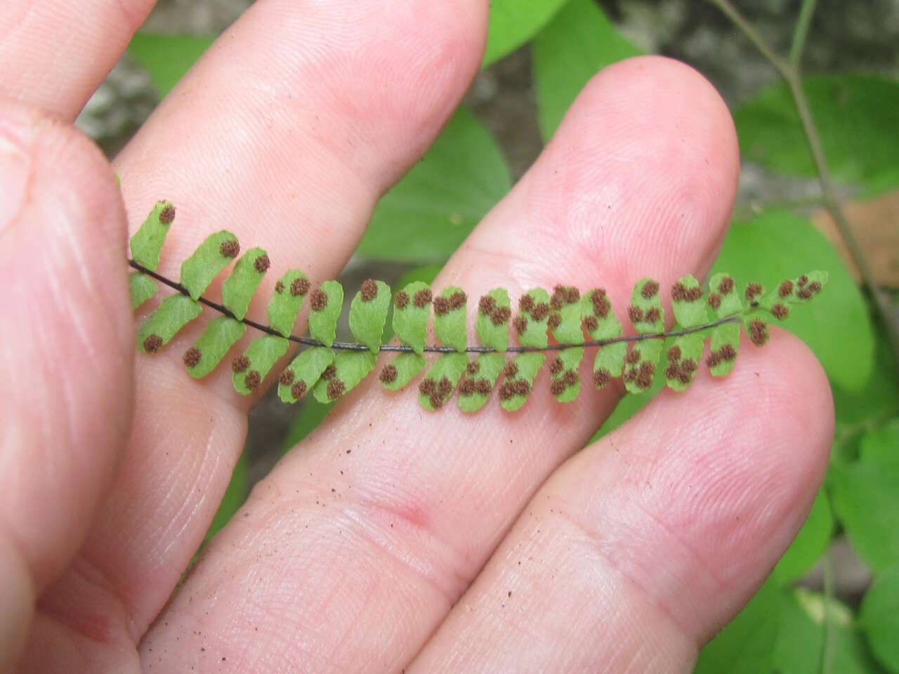 Image of blackstem spleenwort