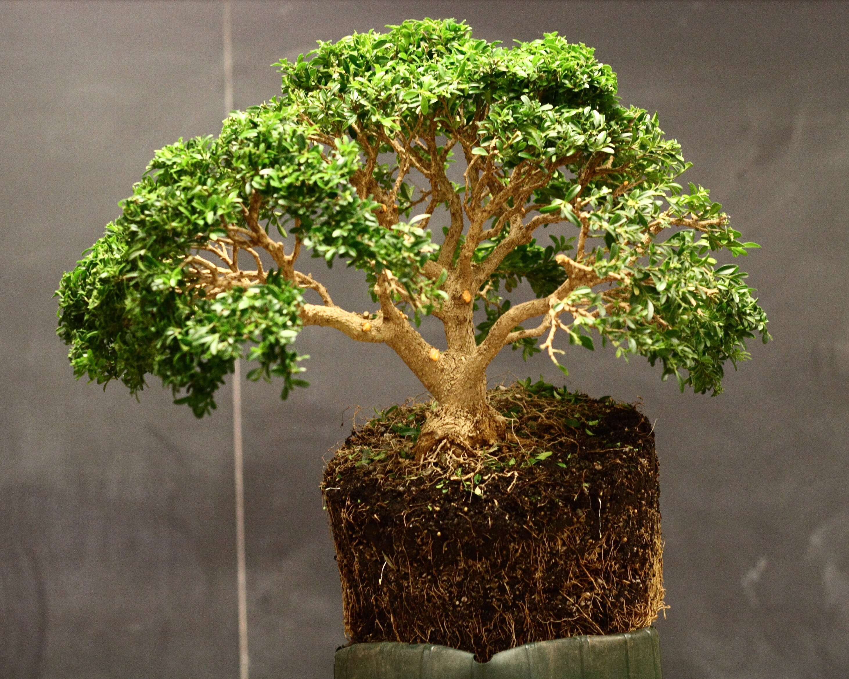 Image of Boxwood