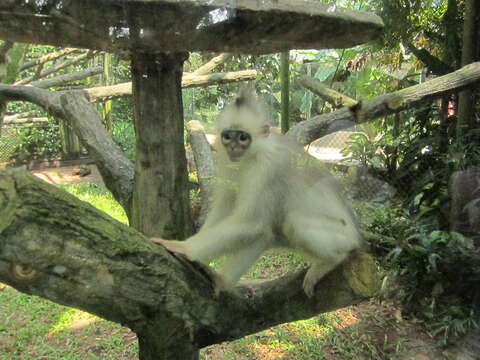 Image of Mitered Leaf-monkey; Sumatran Surili