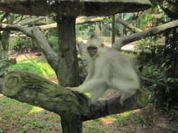 Image of Mitered Leaf-monkey; Sumatran Surili