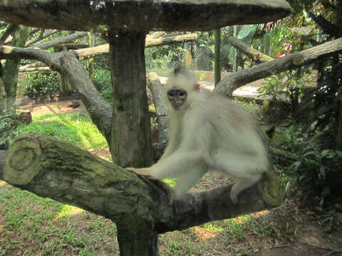 Image of Mitered Leaf-monkey; Sumatran Surili