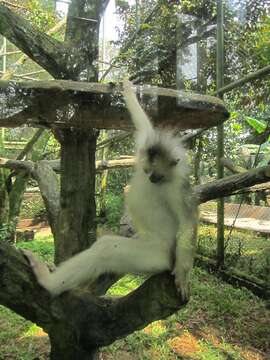 Image of Mitered Leaf-monkey; Sumatran Surili