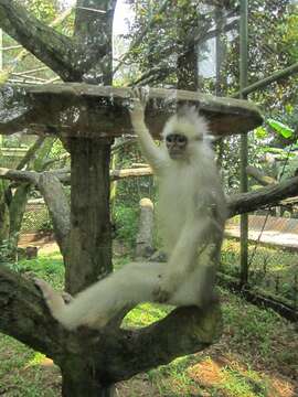 Image of Mitered Leaf-monkey; Sumatran Surili