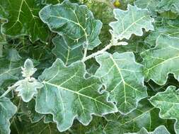 Image de Solanum marginatum L. fil.