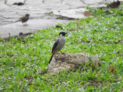 Image of Sooty-headed Bulbul