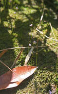 Image of Utricularia geoffrayi Pellegr.