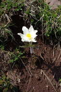 Image of Pulsatilla alpina subsp. schneebergensis D. M. Moser