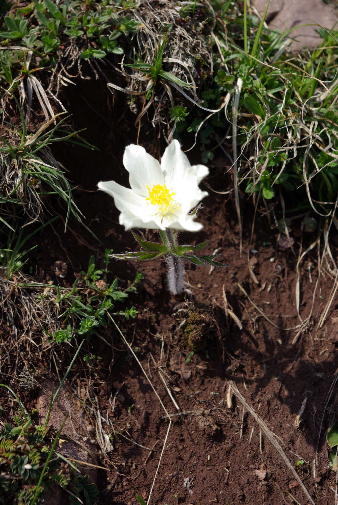 Image of Pulsatilla alpina subsp. schneebergensis D. M. Moser