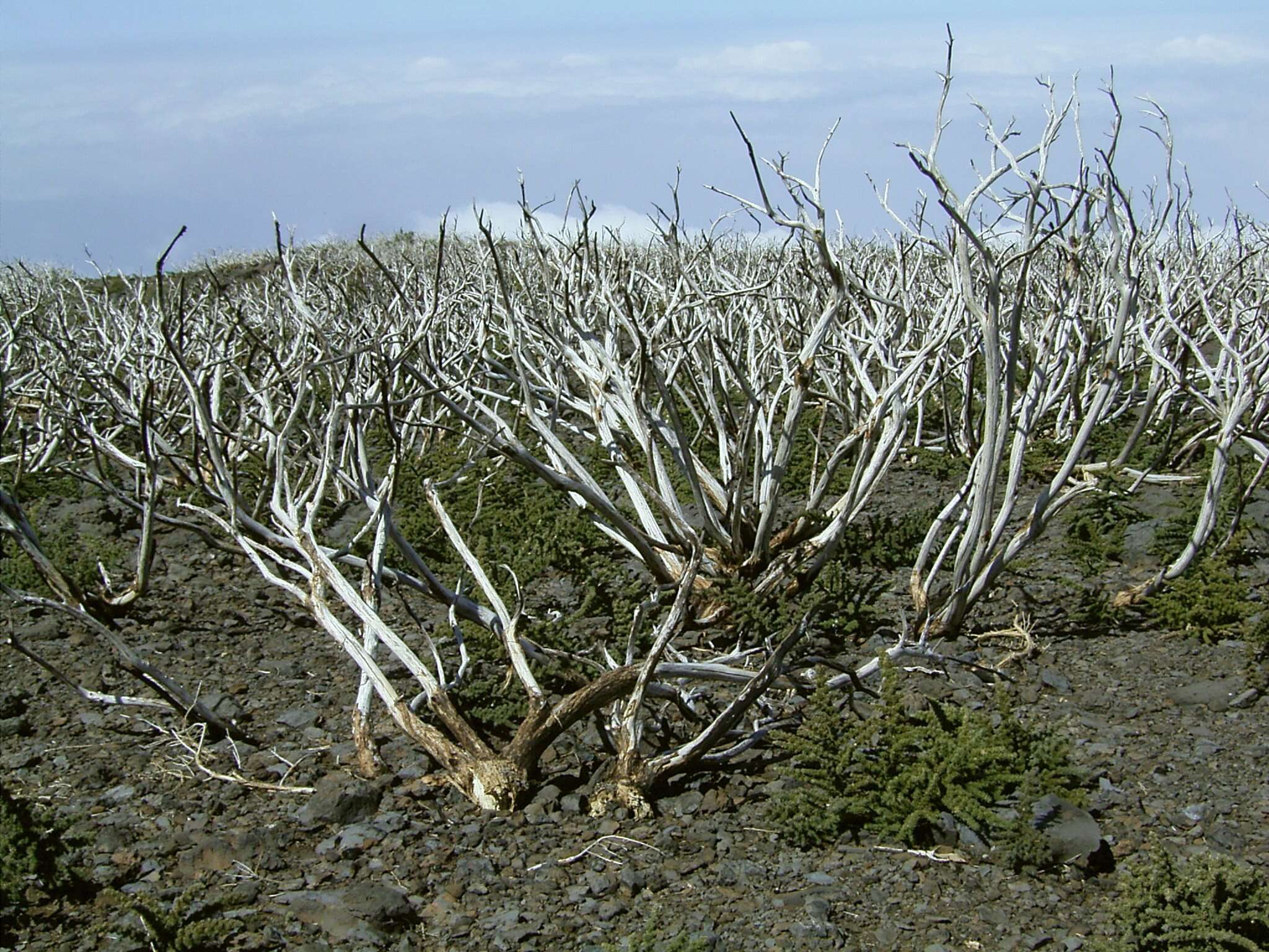 Слика од Adenocarpus viscosus (Willd.) Webb & Berthel.