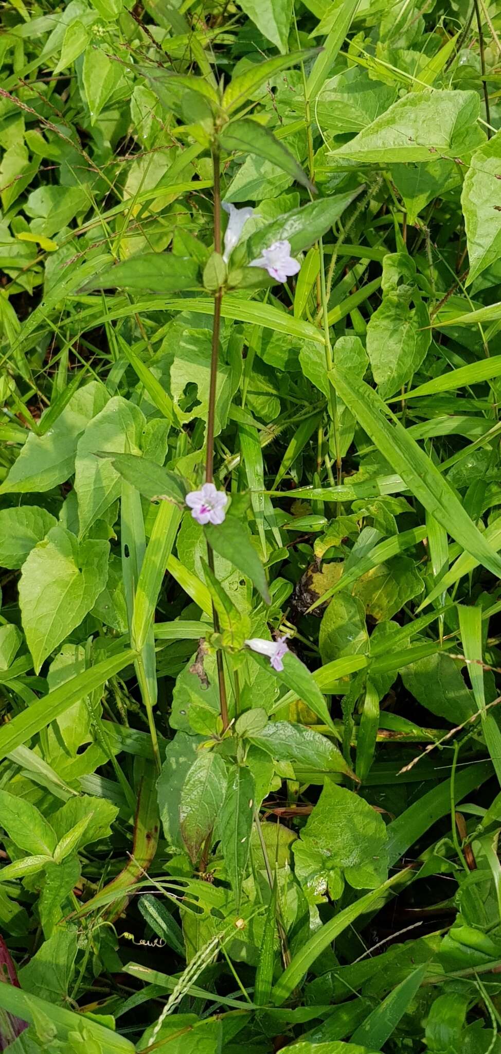 Image of Ruellia repens L.