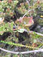 Imagem de Adenanthos cuneatus Labill.