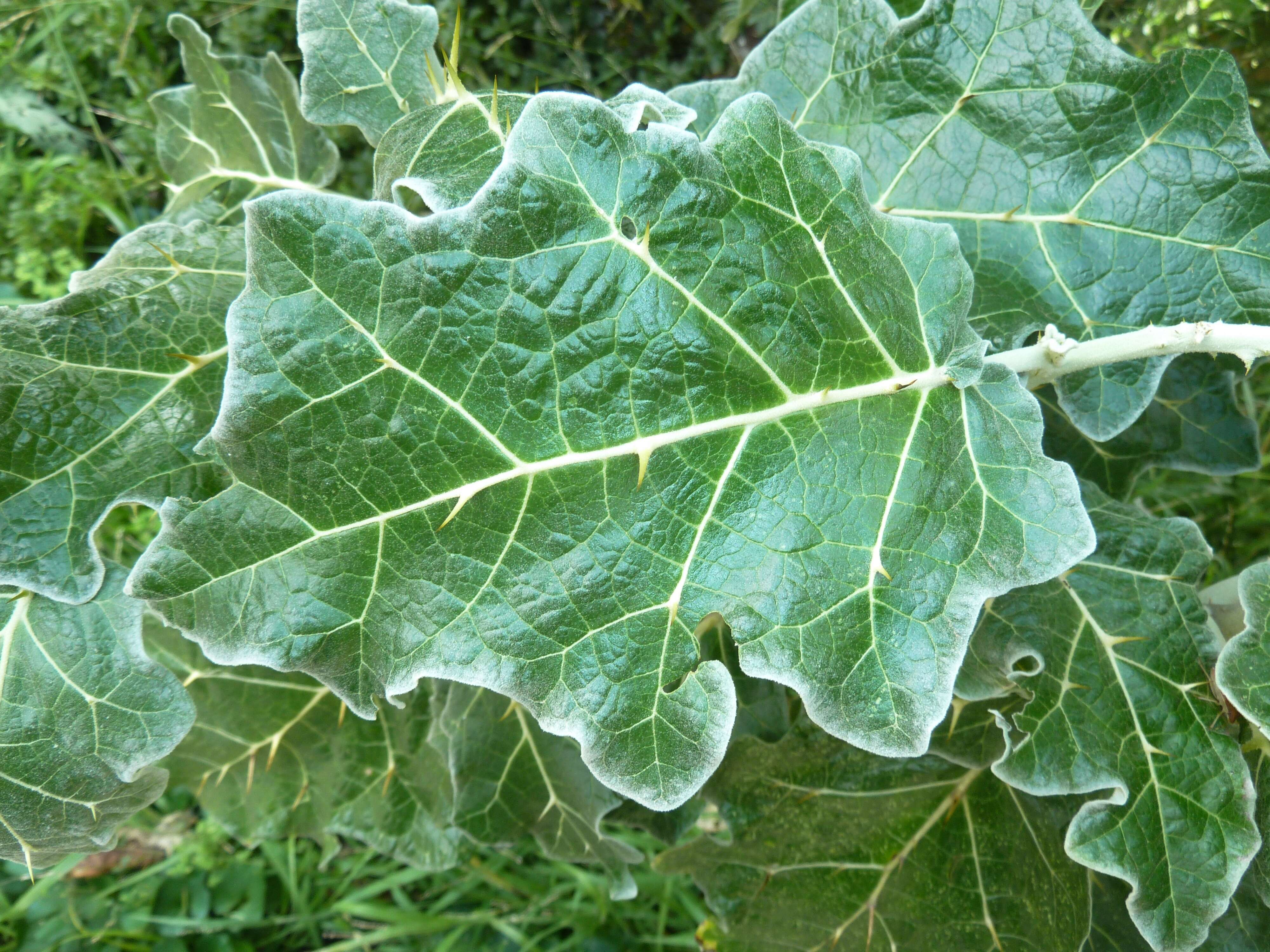 Image de Solanum marginatum L. fil.