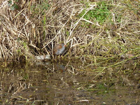 Image of European Water Rail