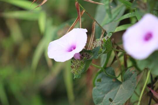 Image of Ipomoea involucrata Beauv.