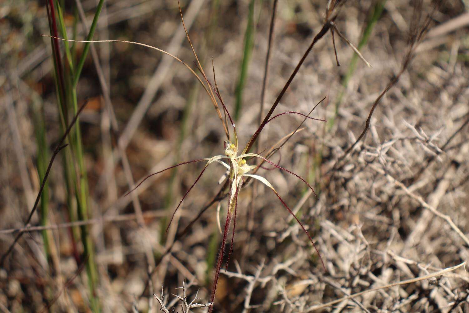 Caladenia microchila Hopper & A. P. Br. resmi