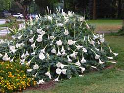 Imagem de Datura wrightii Hort. ex Regel