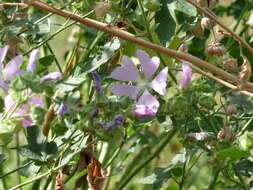 Image of Malva thuringiaca (L.) Vis.