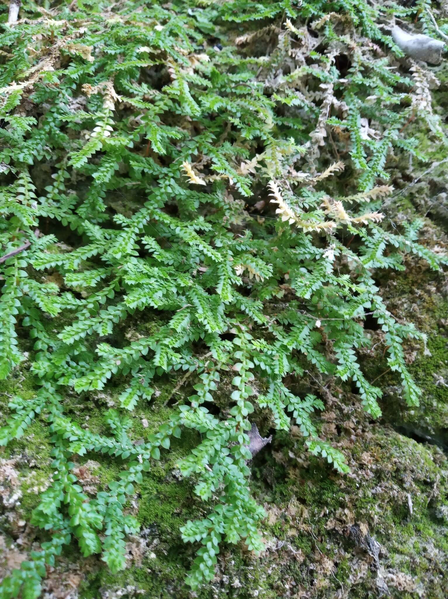 Imagem de Selaginella denticulata (L.) Spring