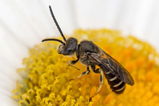 Image of Orange-legged furrow bee