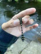 Image of Zebra Clubtail