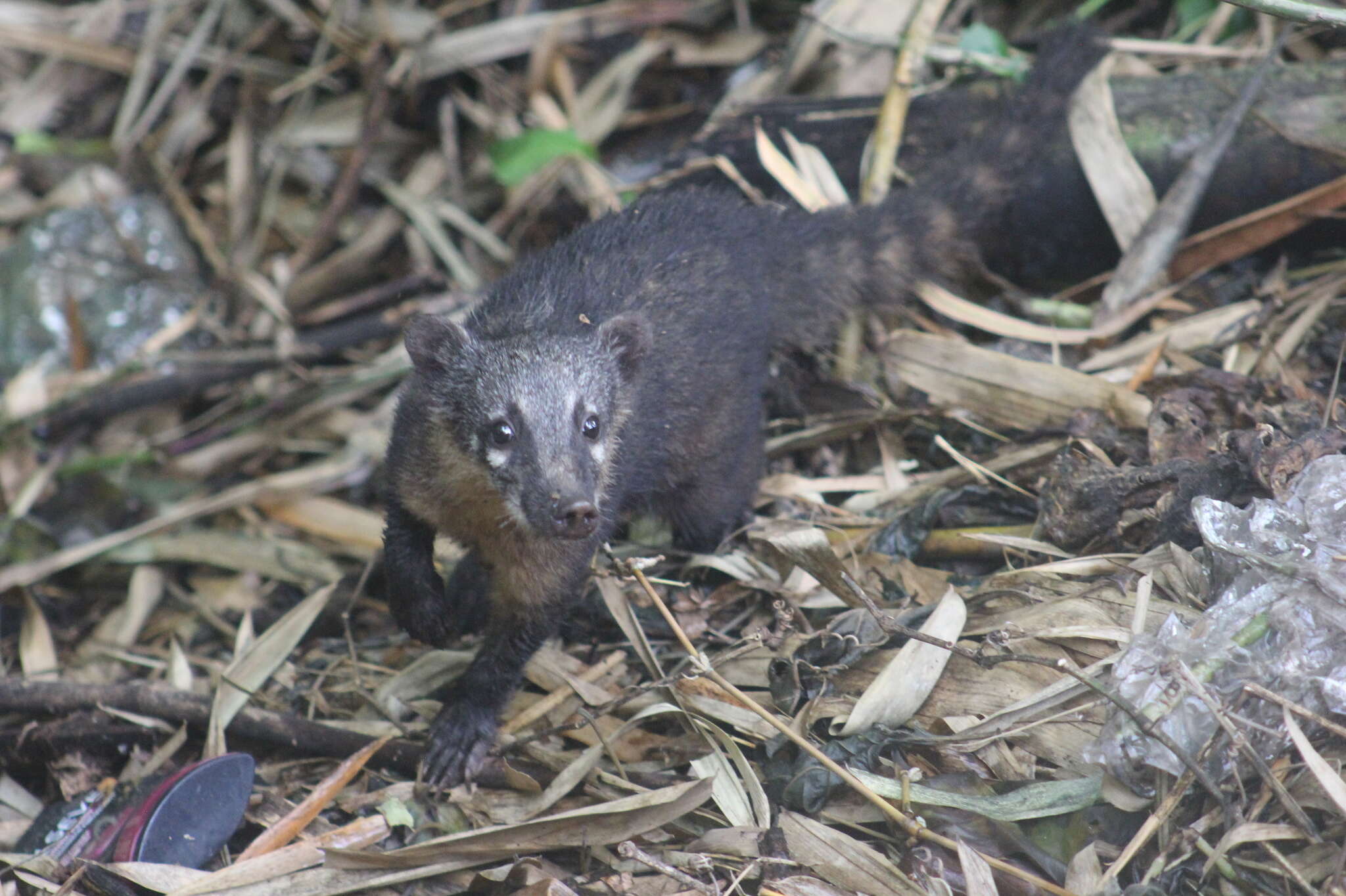 Image of Nasua nasua nasua (Linnaeus 1766)