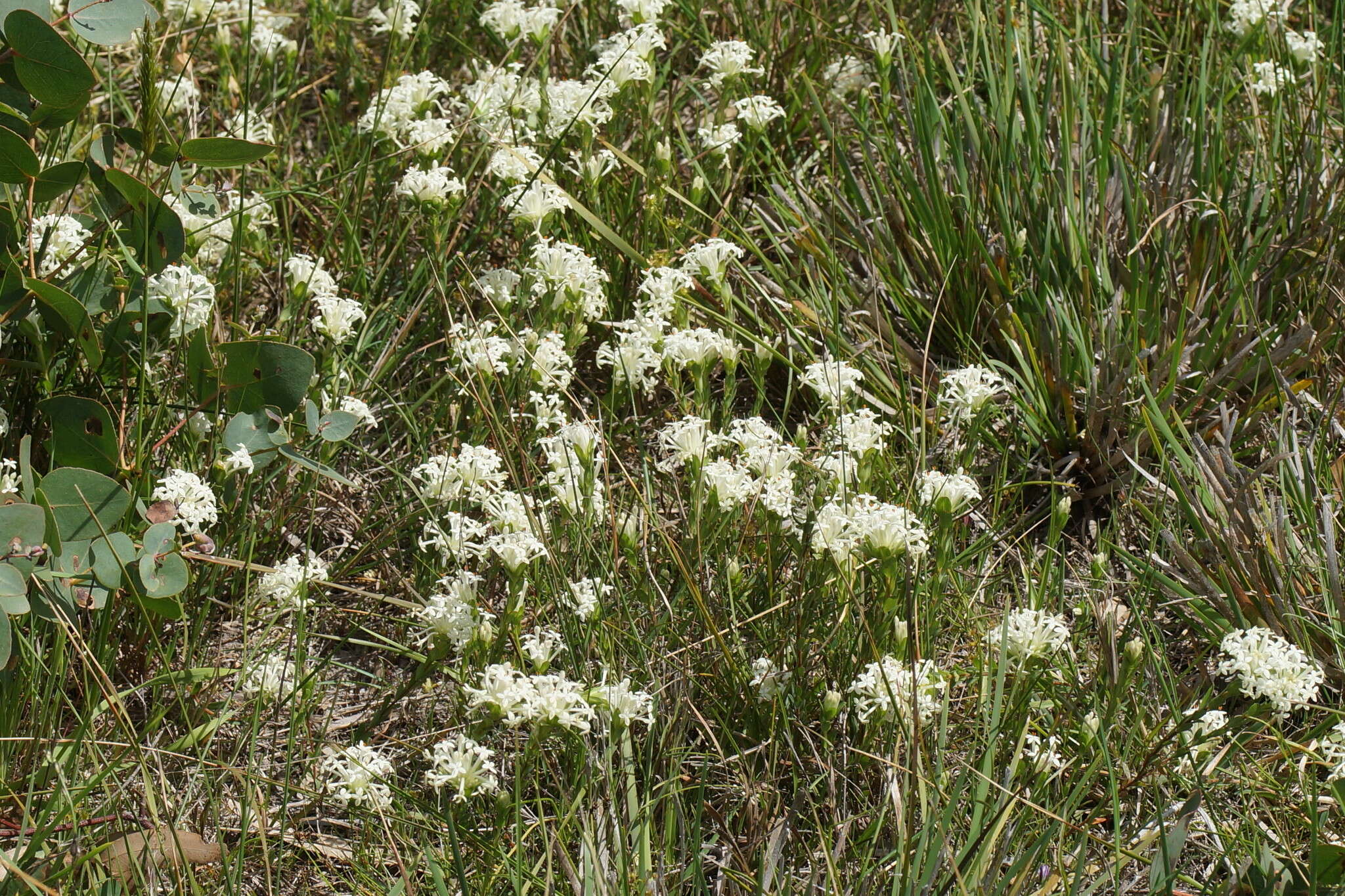 Image of Pimelea humilis R. Br.